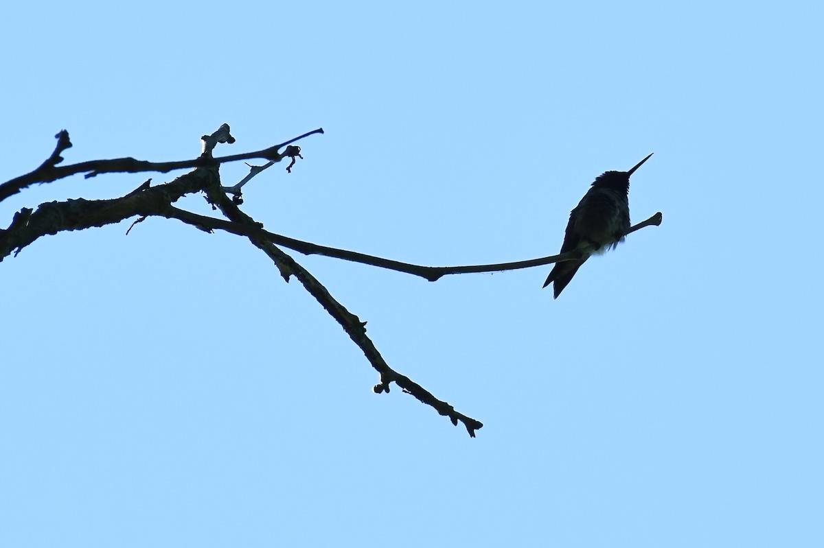 Yakut Boğazlı Kolibri - ML619893700