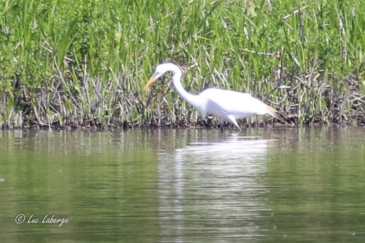 Great Egret - ML619893704