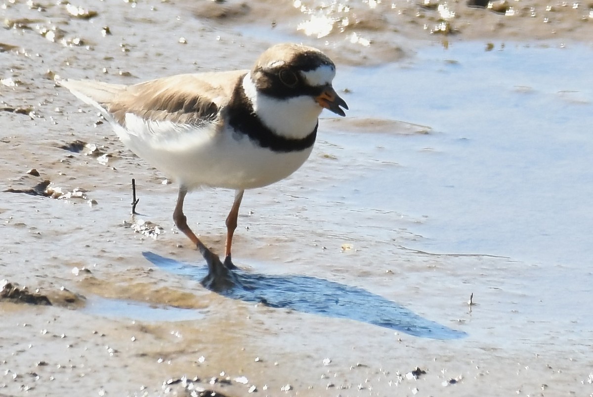 Semipalmated Plover - ML619893715