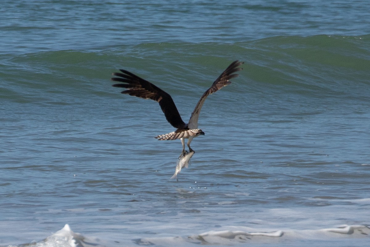 Osprey (carolinensis) - ML619893735