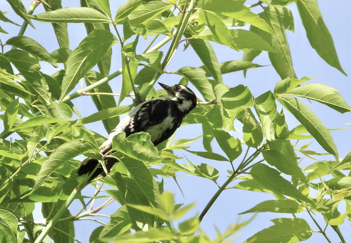 Hairy Woodpecker - Pat Hare