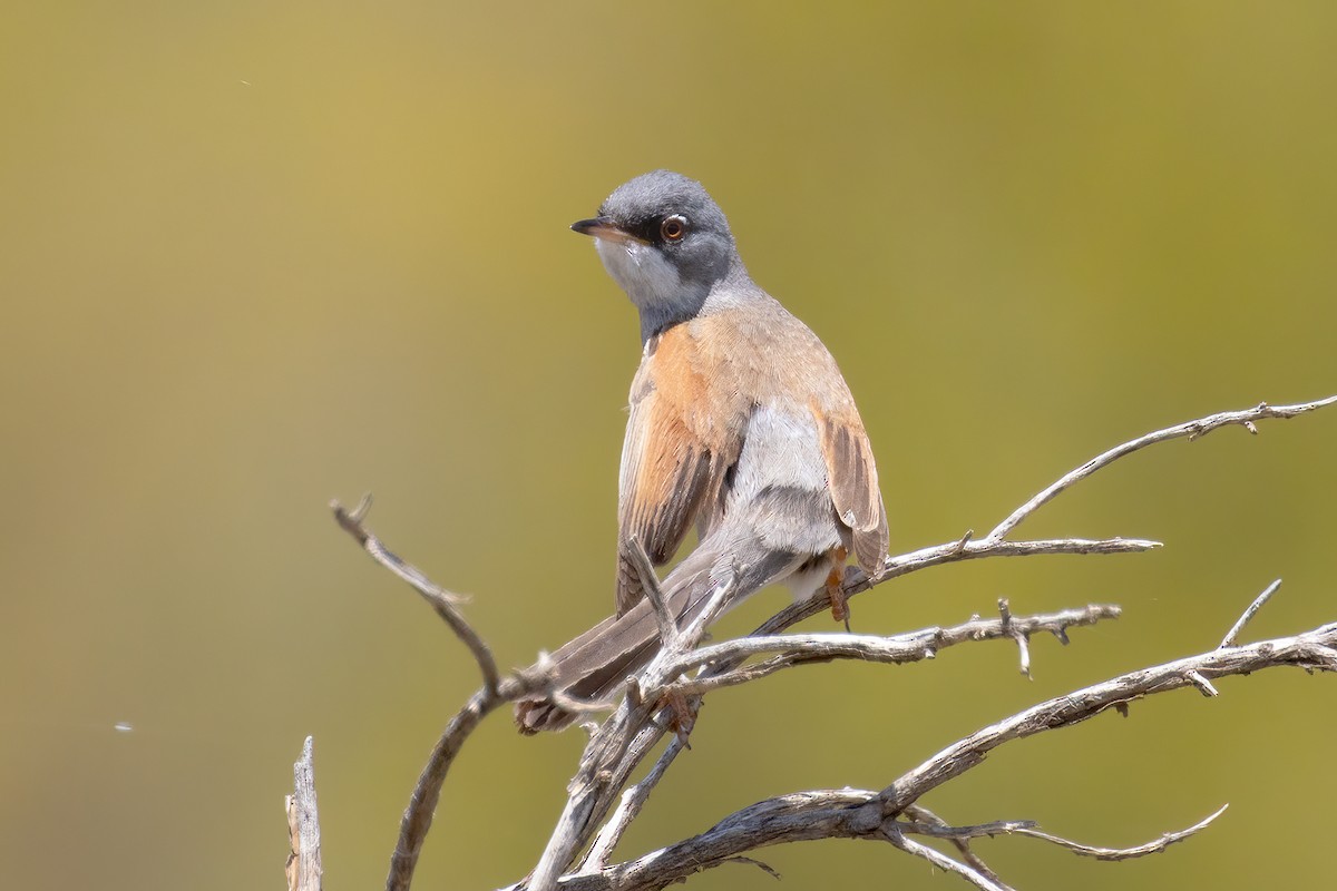 Spectacled Warbler - ML619893741