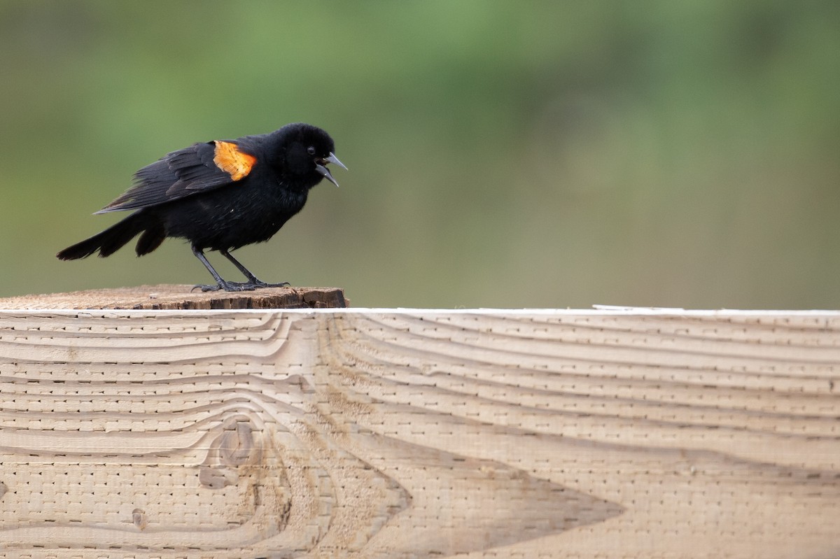 Red-winged Blackbird (California Bicolored) - ML619893749