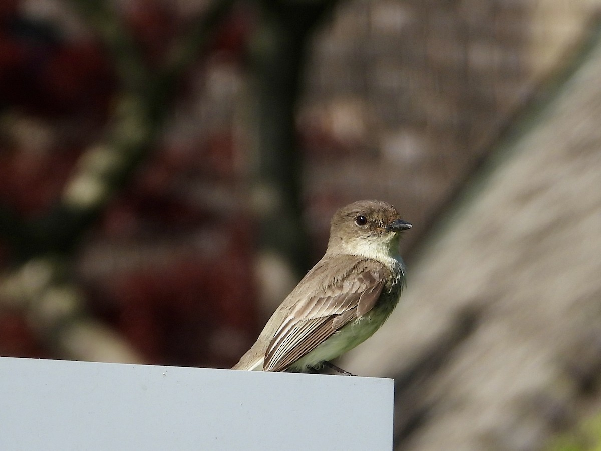 Eastern Phoebe - ML619893768