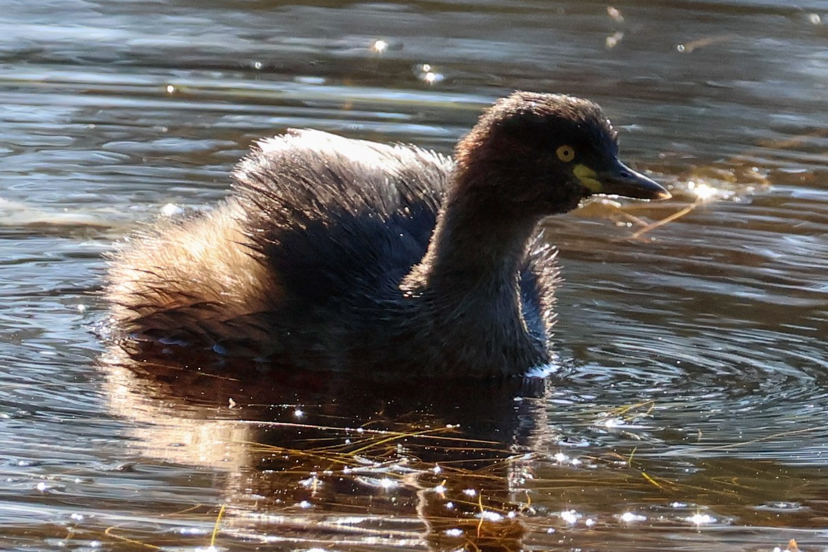 Australasian Grebe - ML619893775