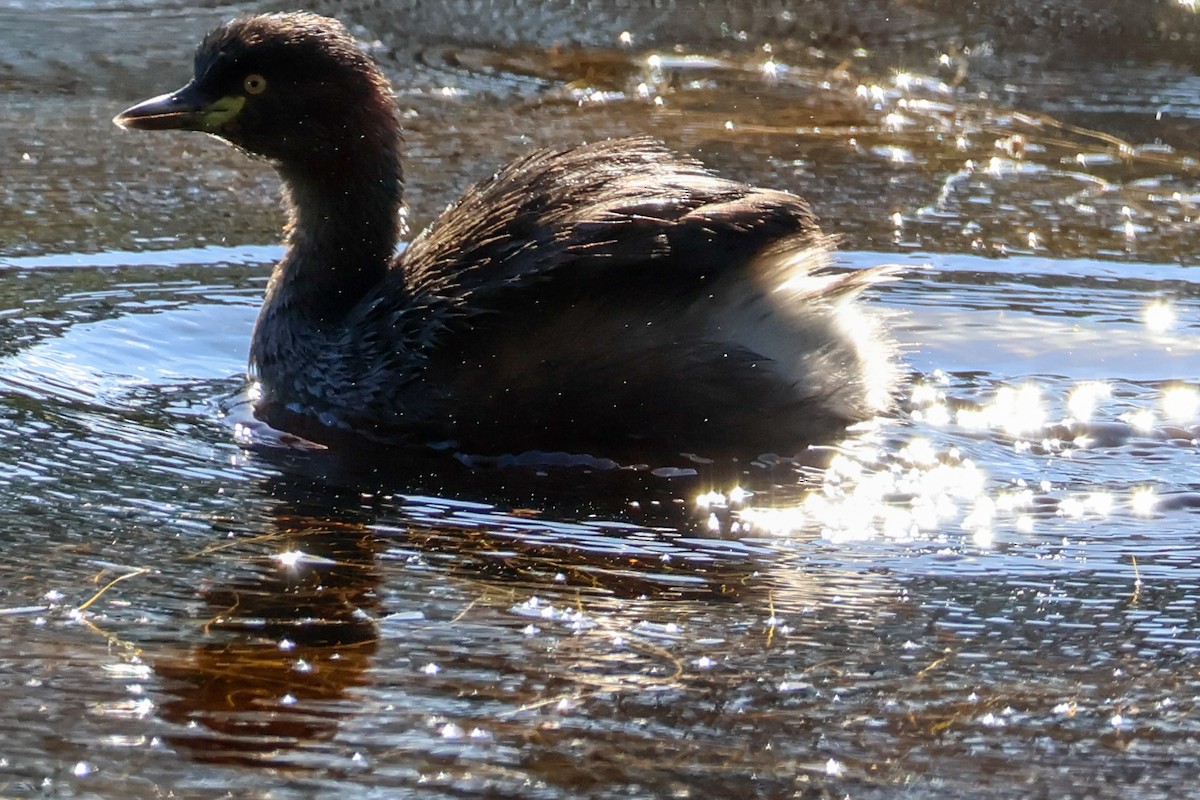 Australasian Grebe - ML619893778