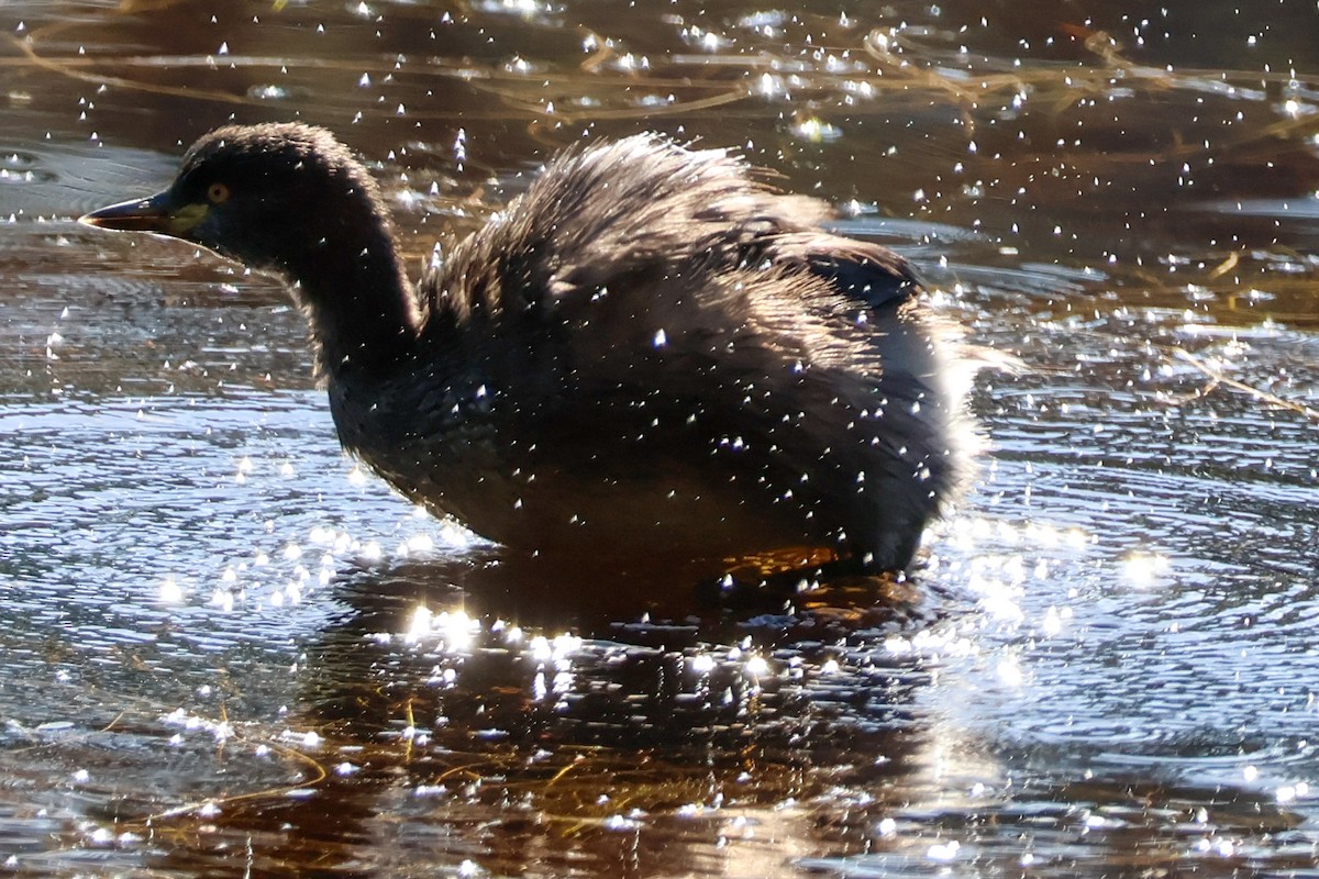 Australasian Grebe - ML619893779