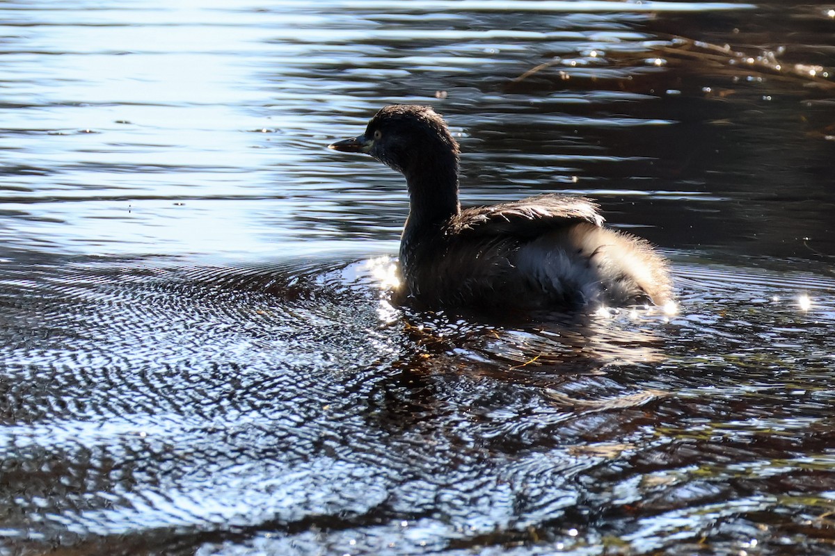 Australasian Grebe - ML619893780