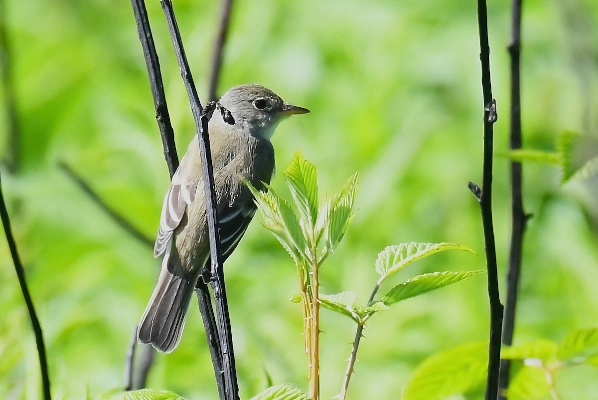 Willow Flycatcher - ML619893785