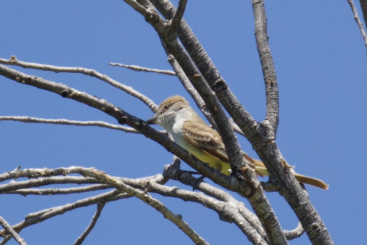 Brown-crested Flycatcher - ML619893787