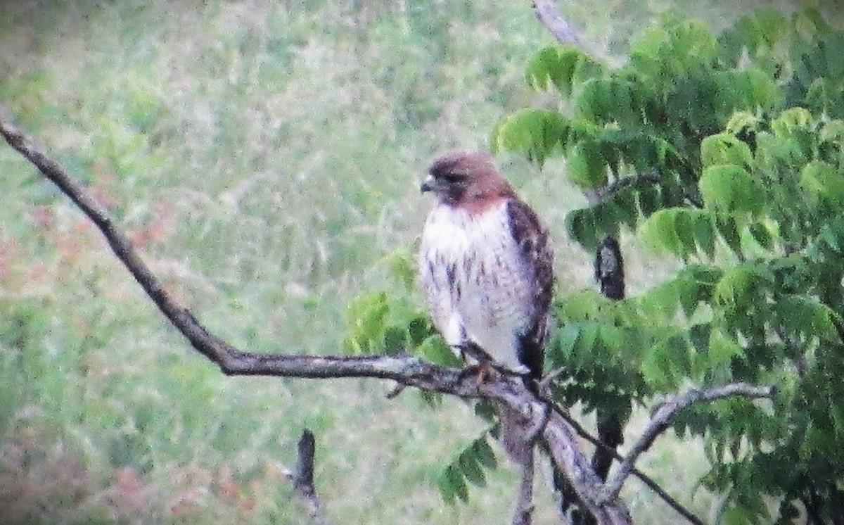 Red-tailed Hawk - ML619893792