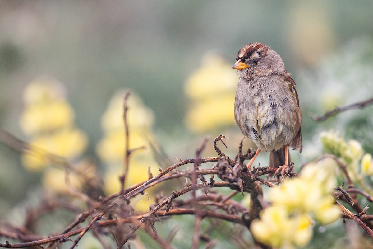 White-crowned Sparrow (nuttalli) - ML619893793