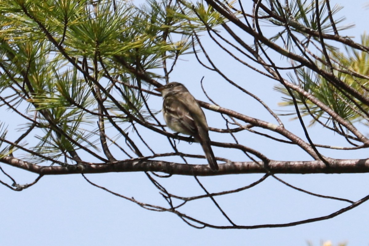 Alder Flycatcher - ML619893796