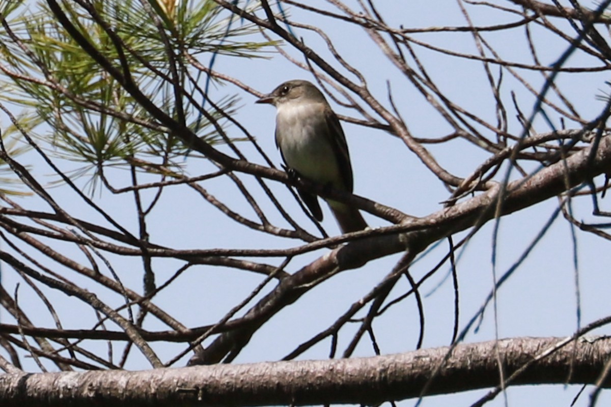 Alder Flycatcher - ML619893801