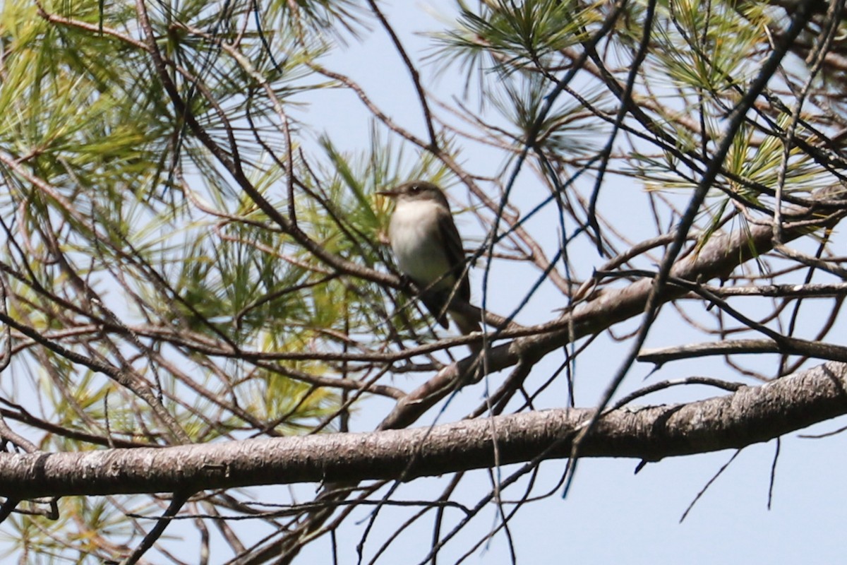 Alder Flycatcher - ML619893803