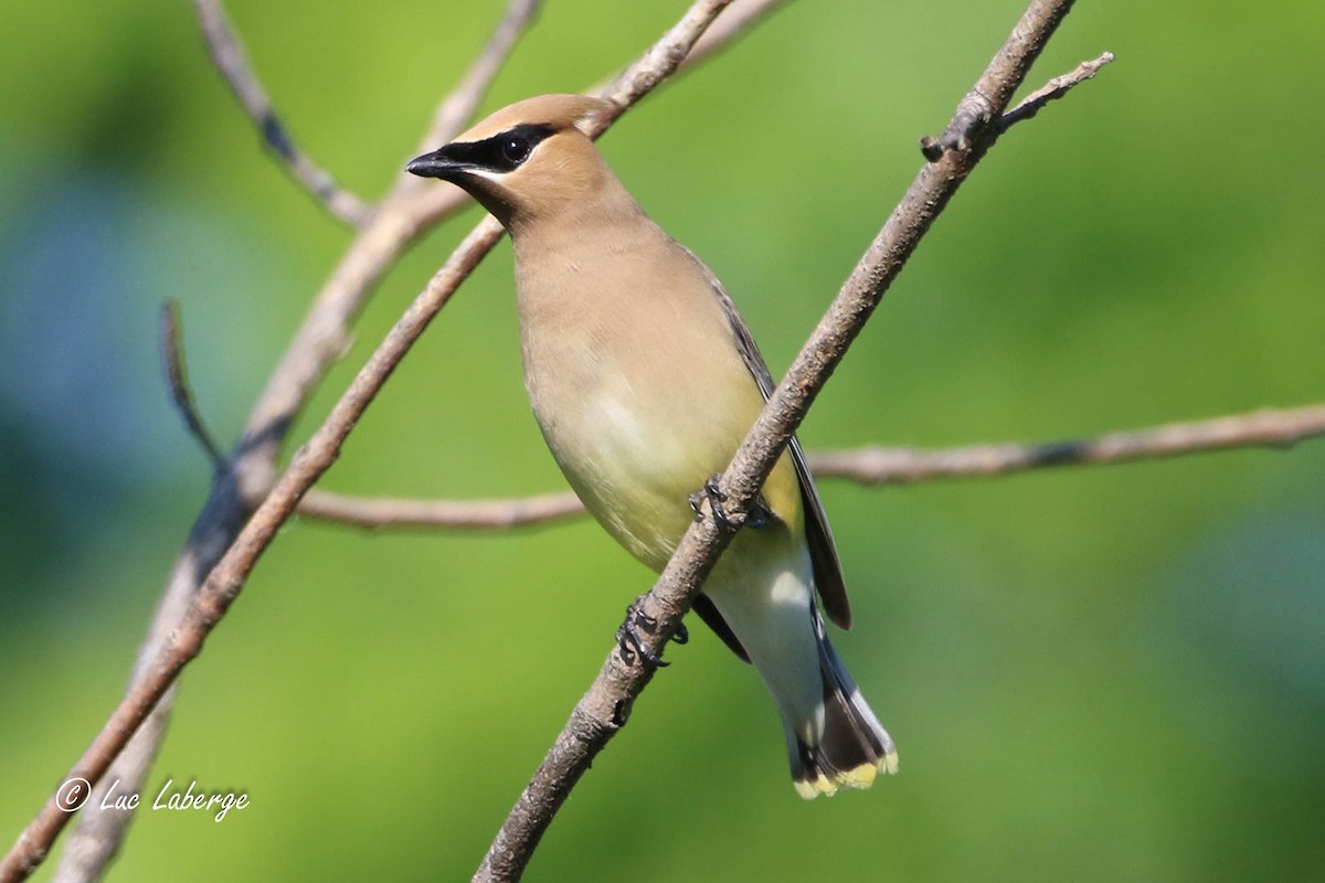 Cedar Waxwing - ML619893805