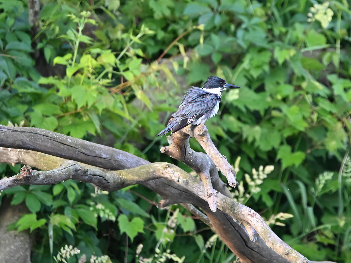 Belted Kingfisher - ML619893809