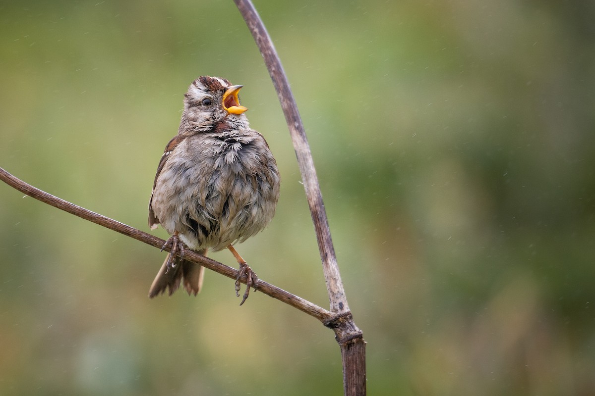 White-crowned Sparrow (nuttalli) - ML619893814