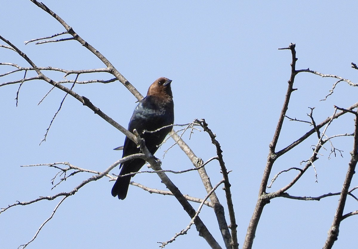 Brown-headed Cowbird - ML619893816