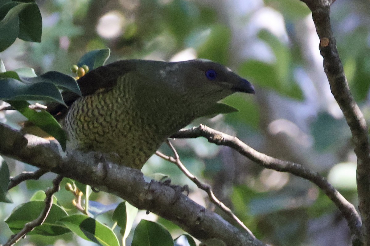 Satin Bowerbird - ML619893822