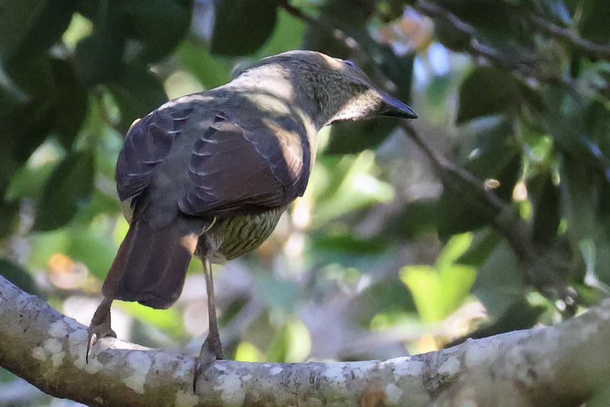 Satin Bowerbird - ML619893824