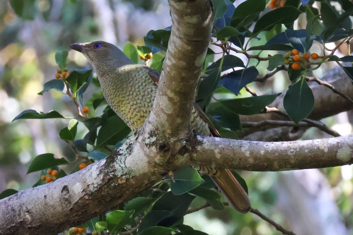 Satin Bowerbird - ML619893827