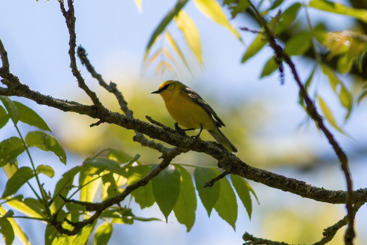 Blue-winged Warbler - ML619893835