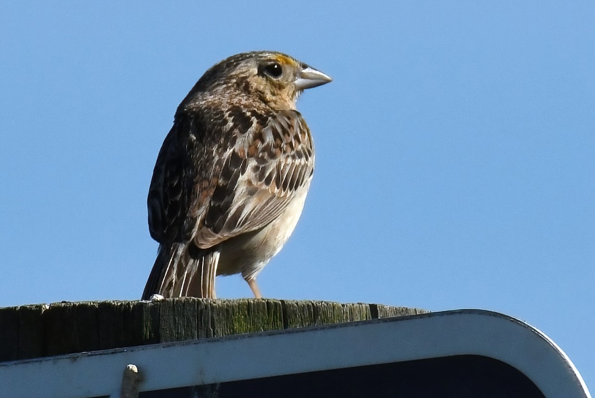 Grasshopper Sparrow - ML619893843