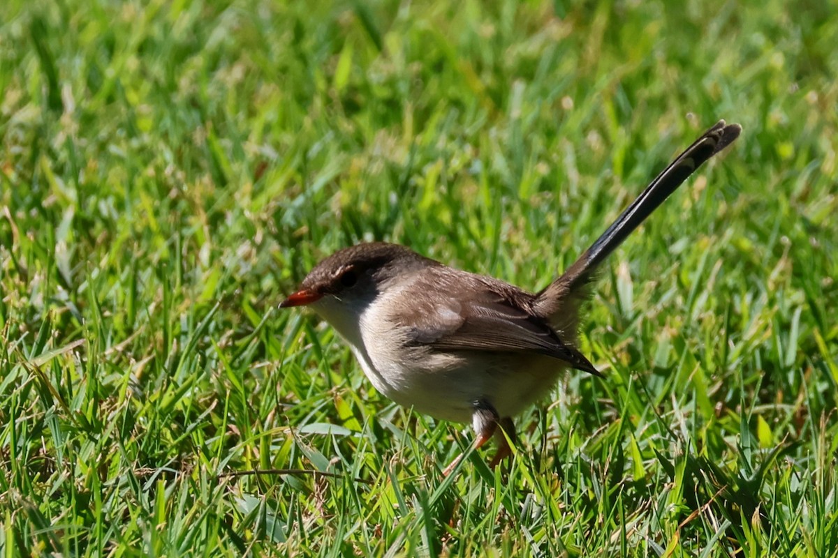 Superb Fairywren - ML619893847