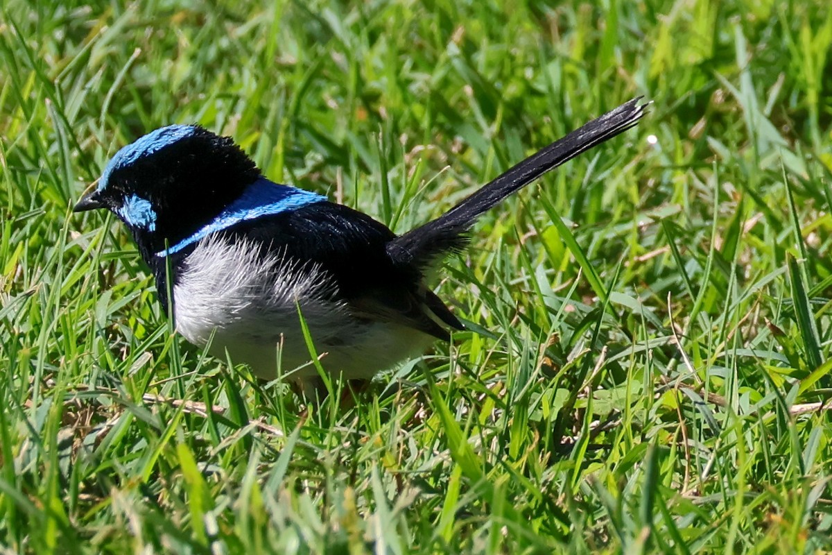 Superb Fairywren - ML619893848