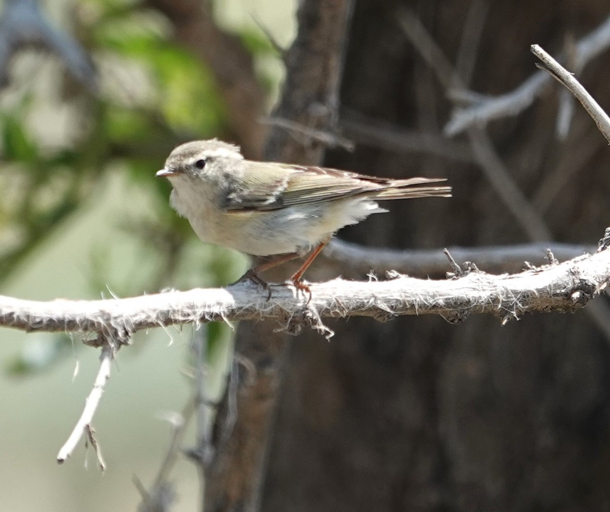 Hume's Warbler - ML619893850