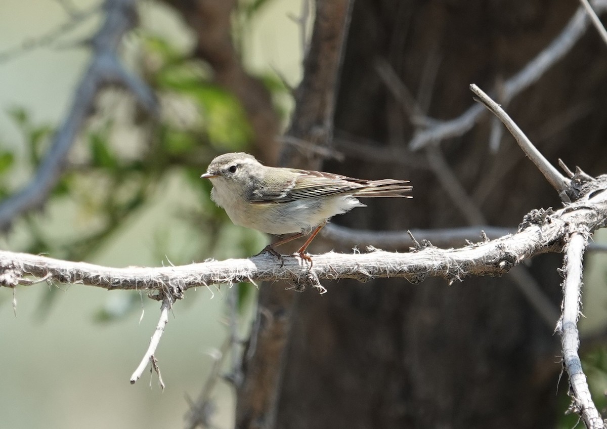 Hume's Warbler - ML619893851