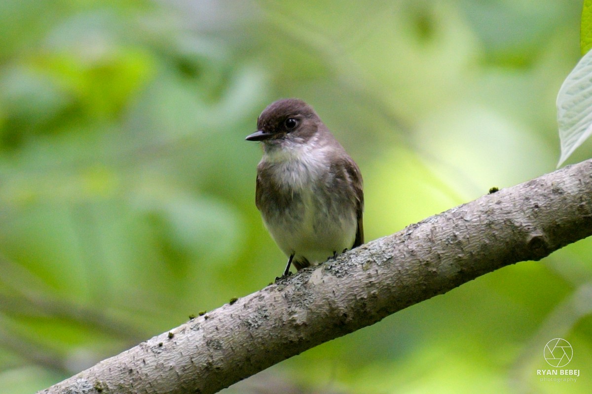 Eastern Phoebe - ML619893854