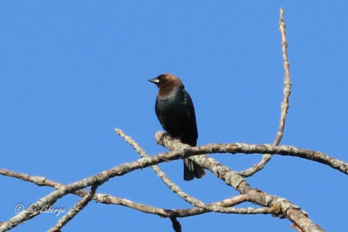 Brown-headed Cowbird - ML619893856