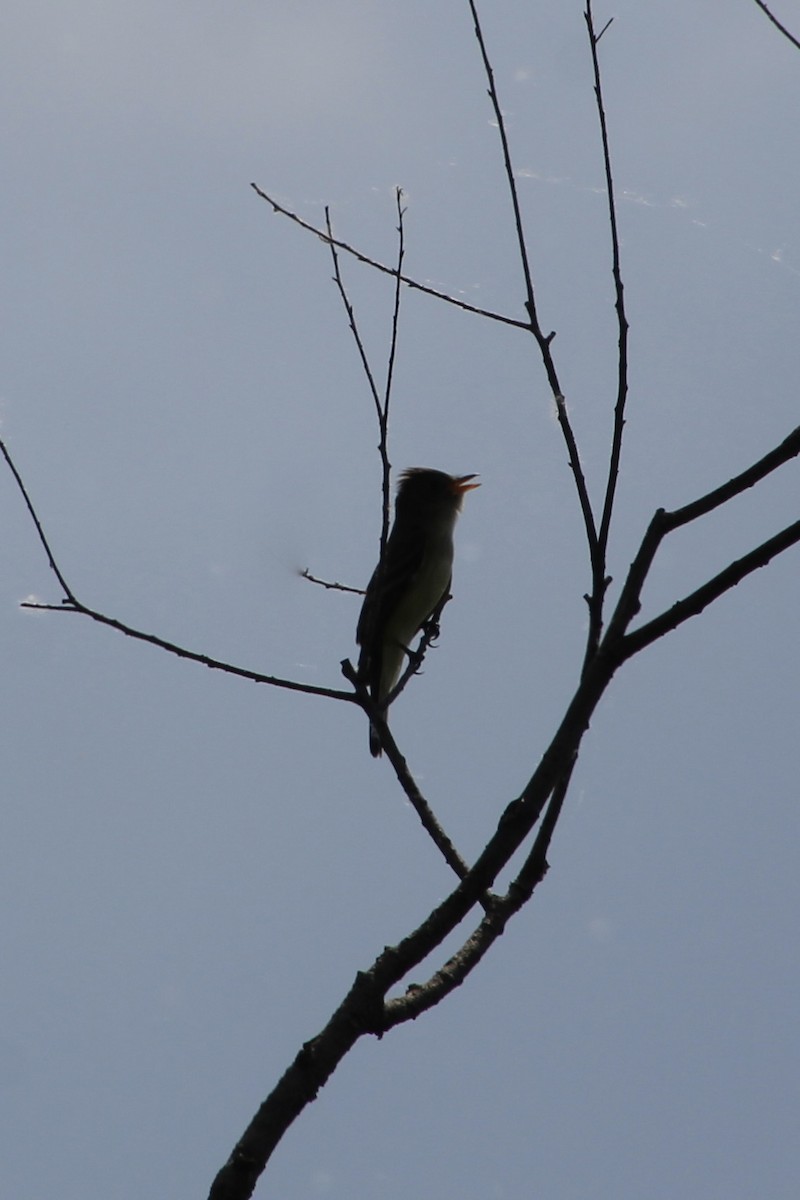 Willow Flycatcher - ML619893862