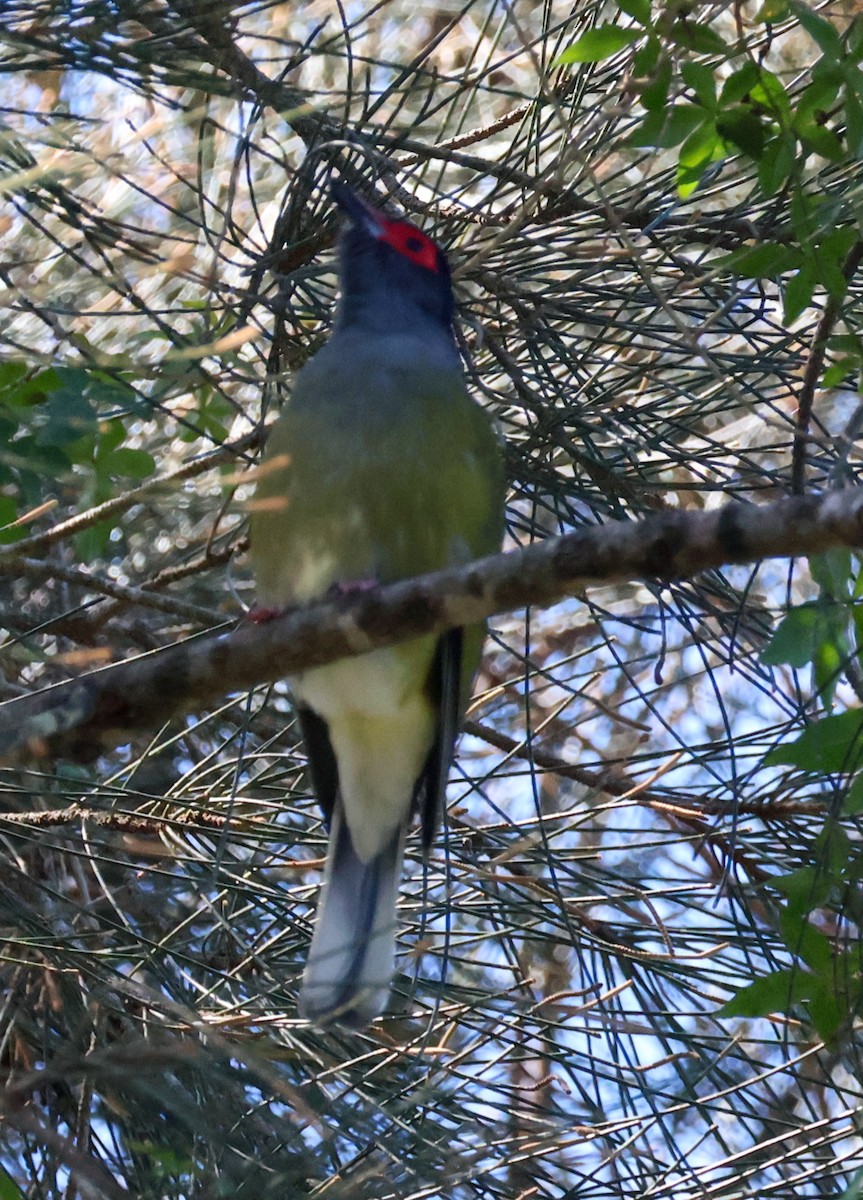 Australasian Figbird - ML619893873