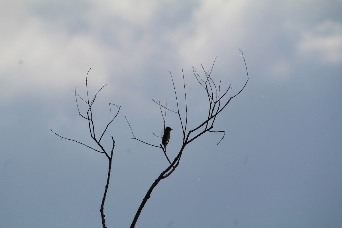 Willow Flycatcher - ML619893874