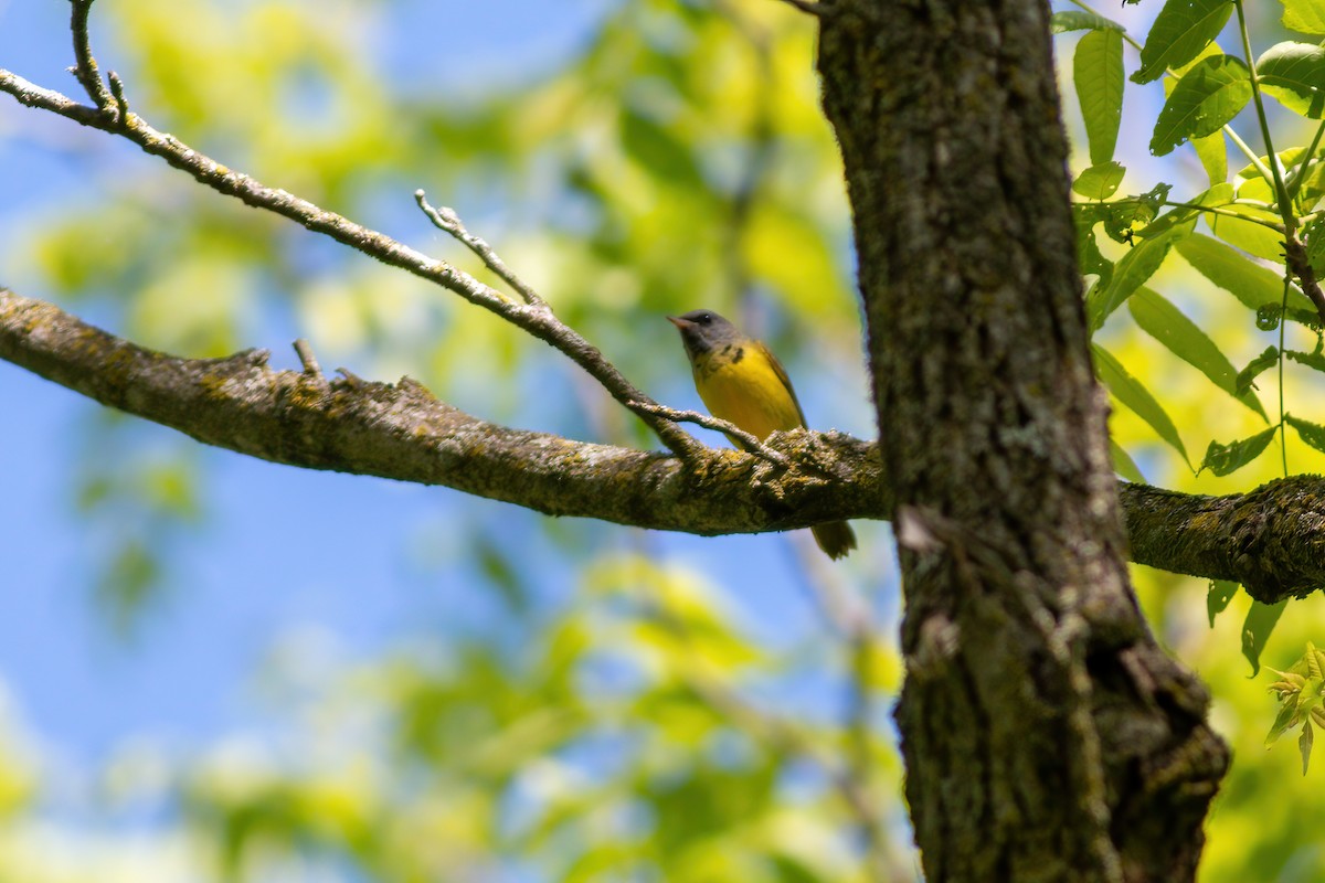 Mourning Warbler - James Kroeker