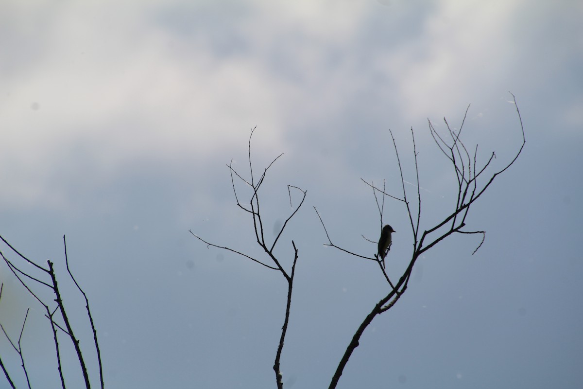 Willow Flycatcher - ML619893877