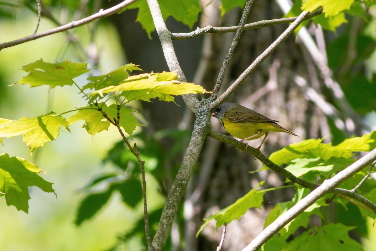 Mourning Warbler - ML619893878