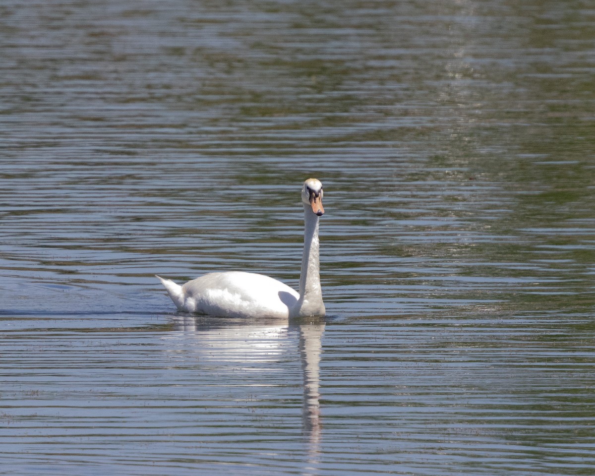 Mute Swan - Dixie Sommers