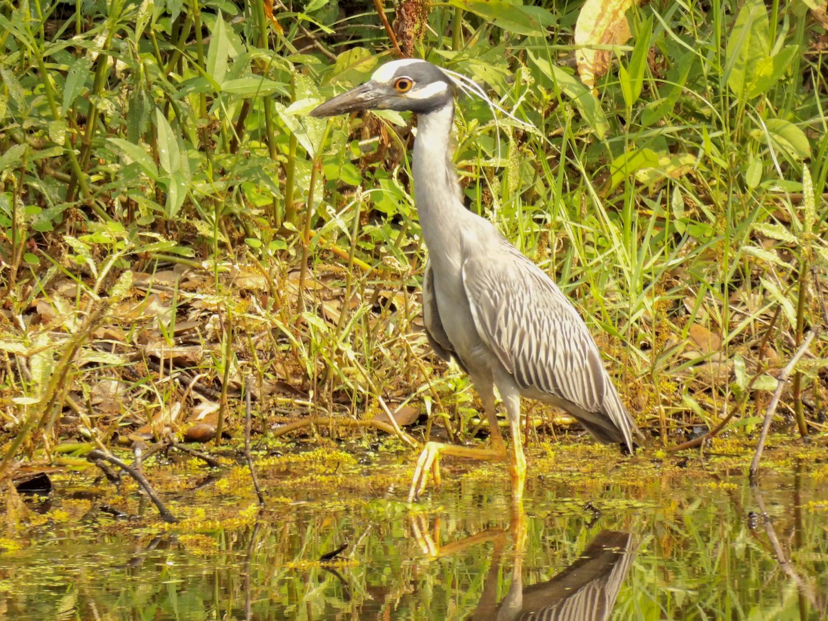 Yellow-crowned Night Heron - ML619893893