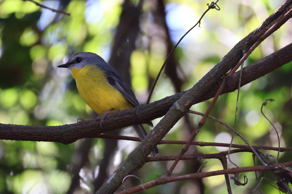 Eastern Yellow Robin - ML619893894