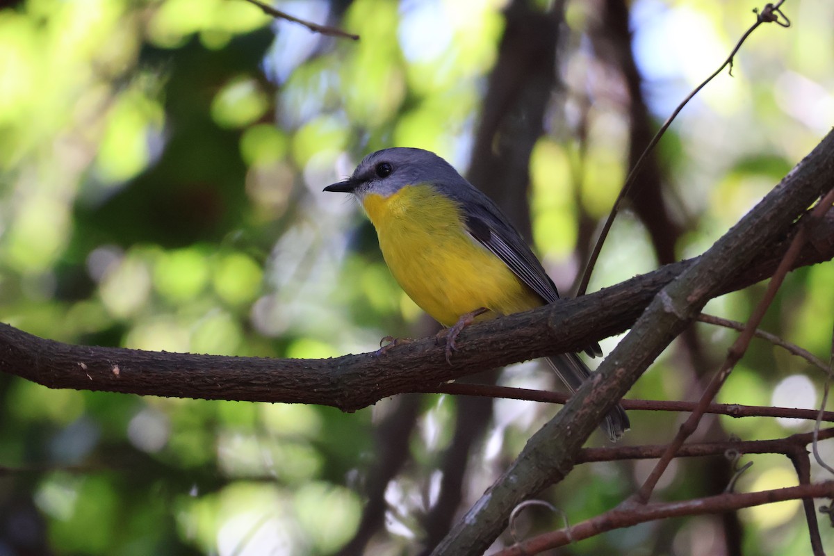 Eastern Yellow Robin - ML619893895