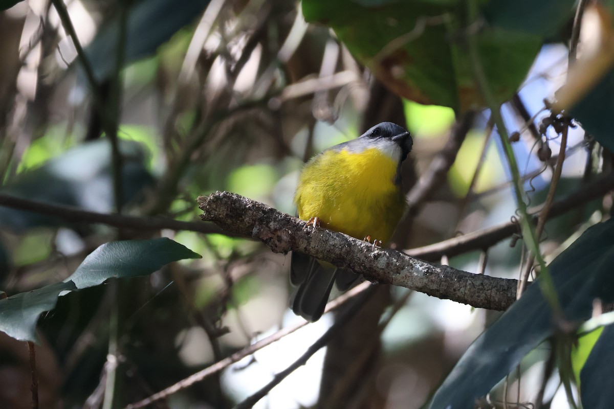 Eastern Yellow Robin - ML619893898