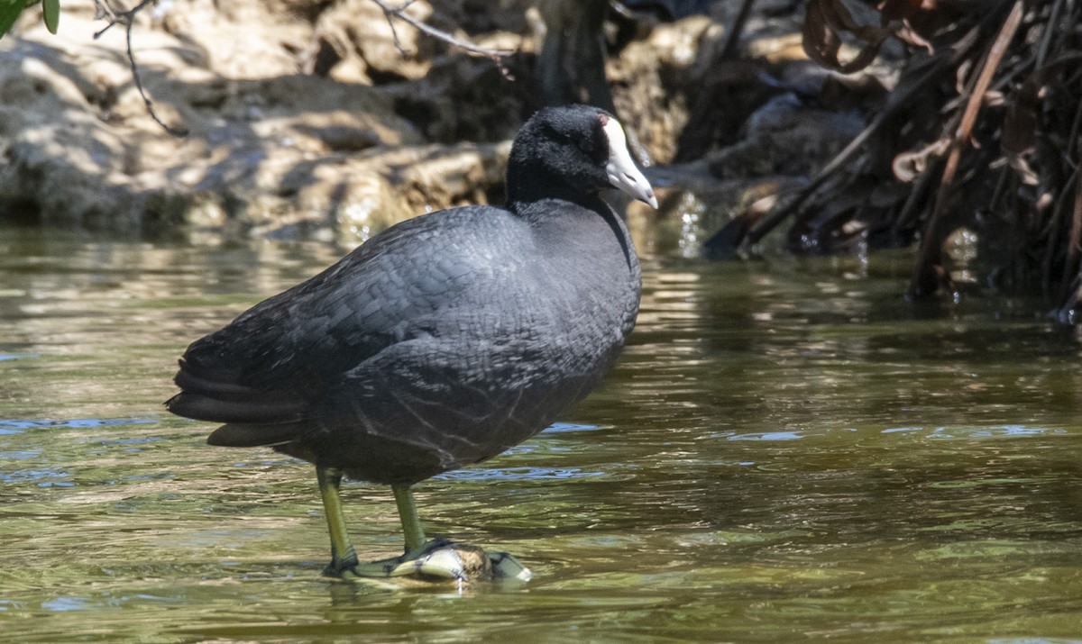 American Coot (White-shielded) - ML619893907