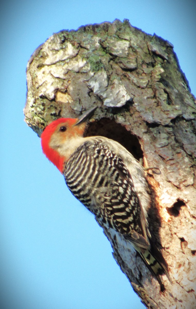 Red-bellied Woodpecker - ML619893914