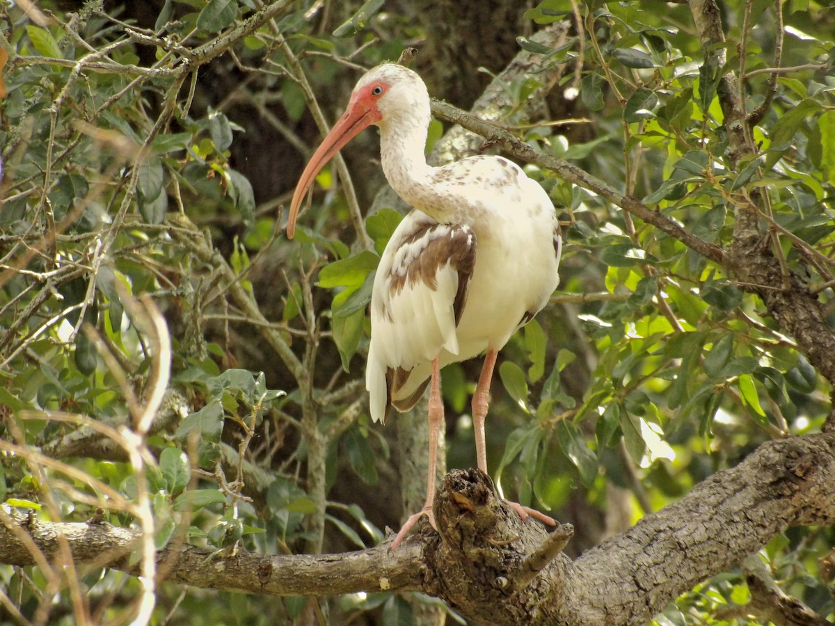 ibis bílý - ML619893949