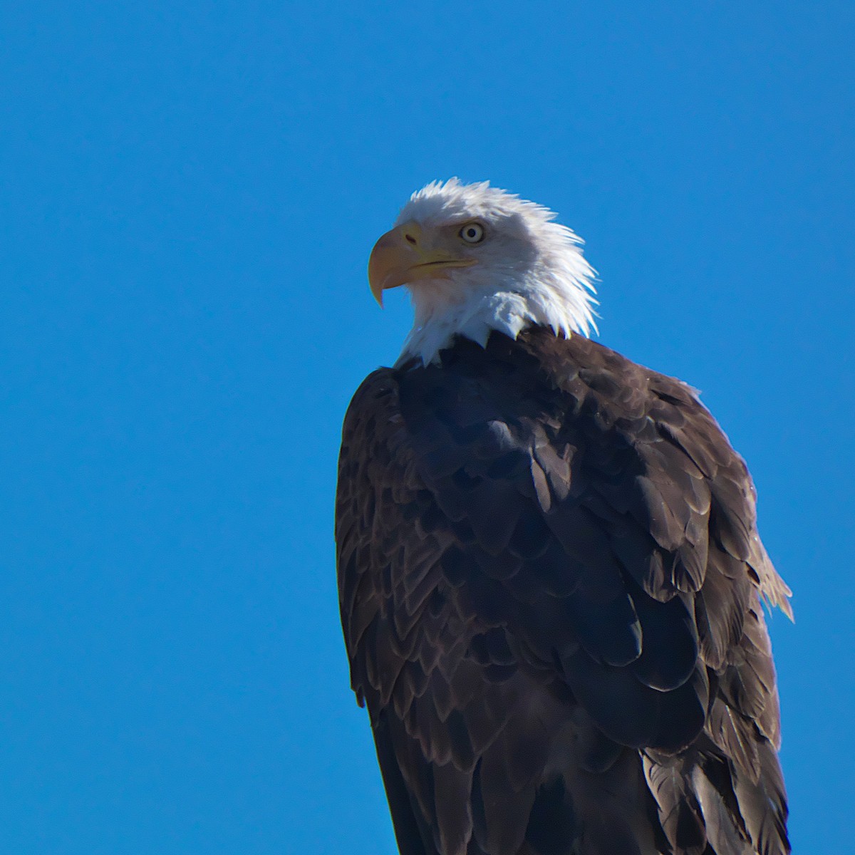 Bald Eagle - ML619893962