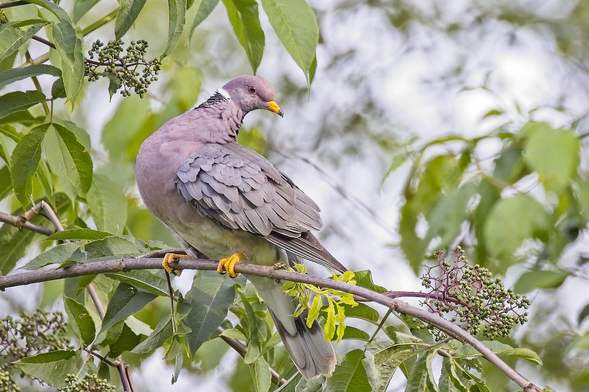 Band-tailed Pigeon - ML619893969